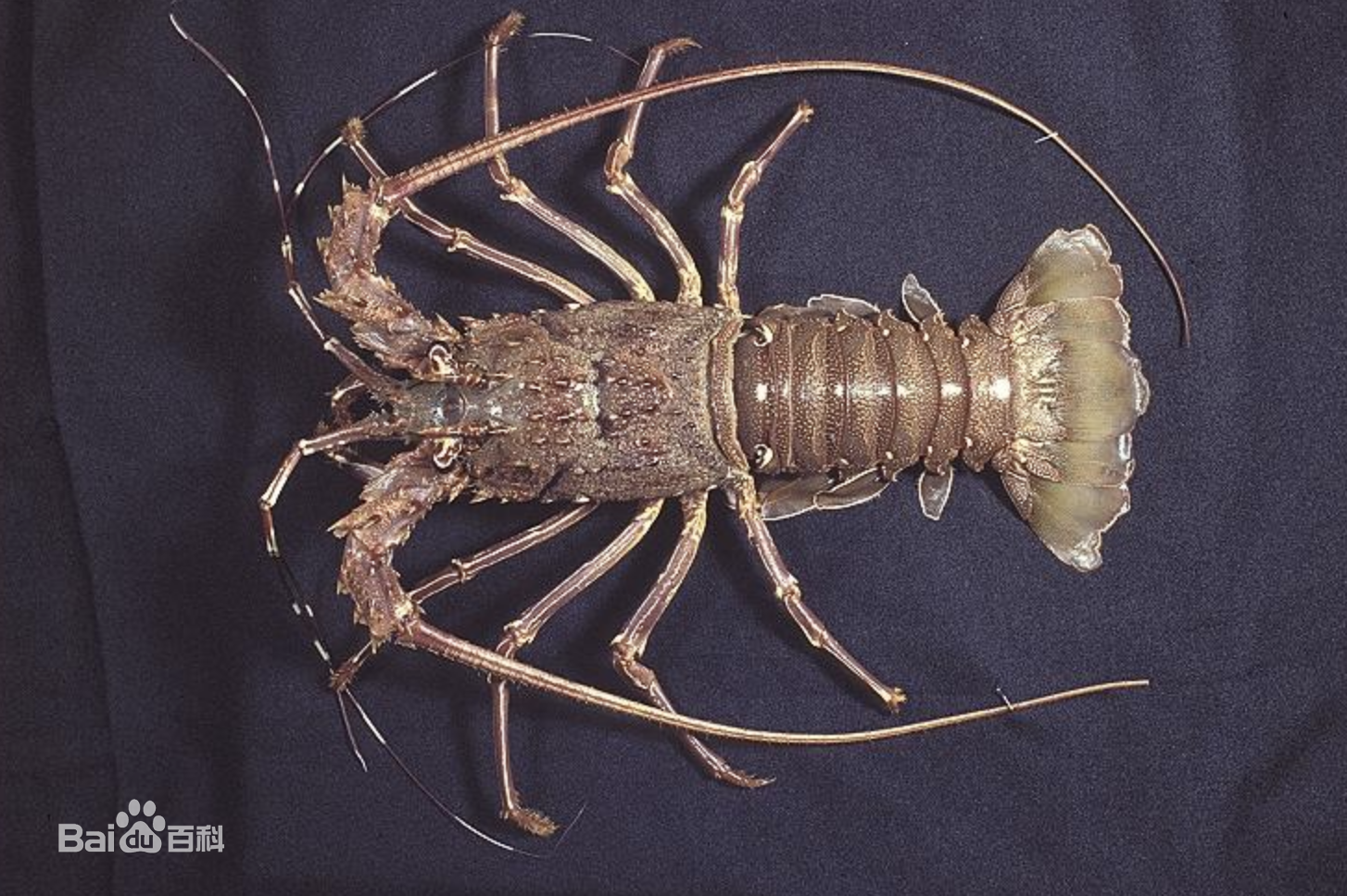 小龙虾有几个品种