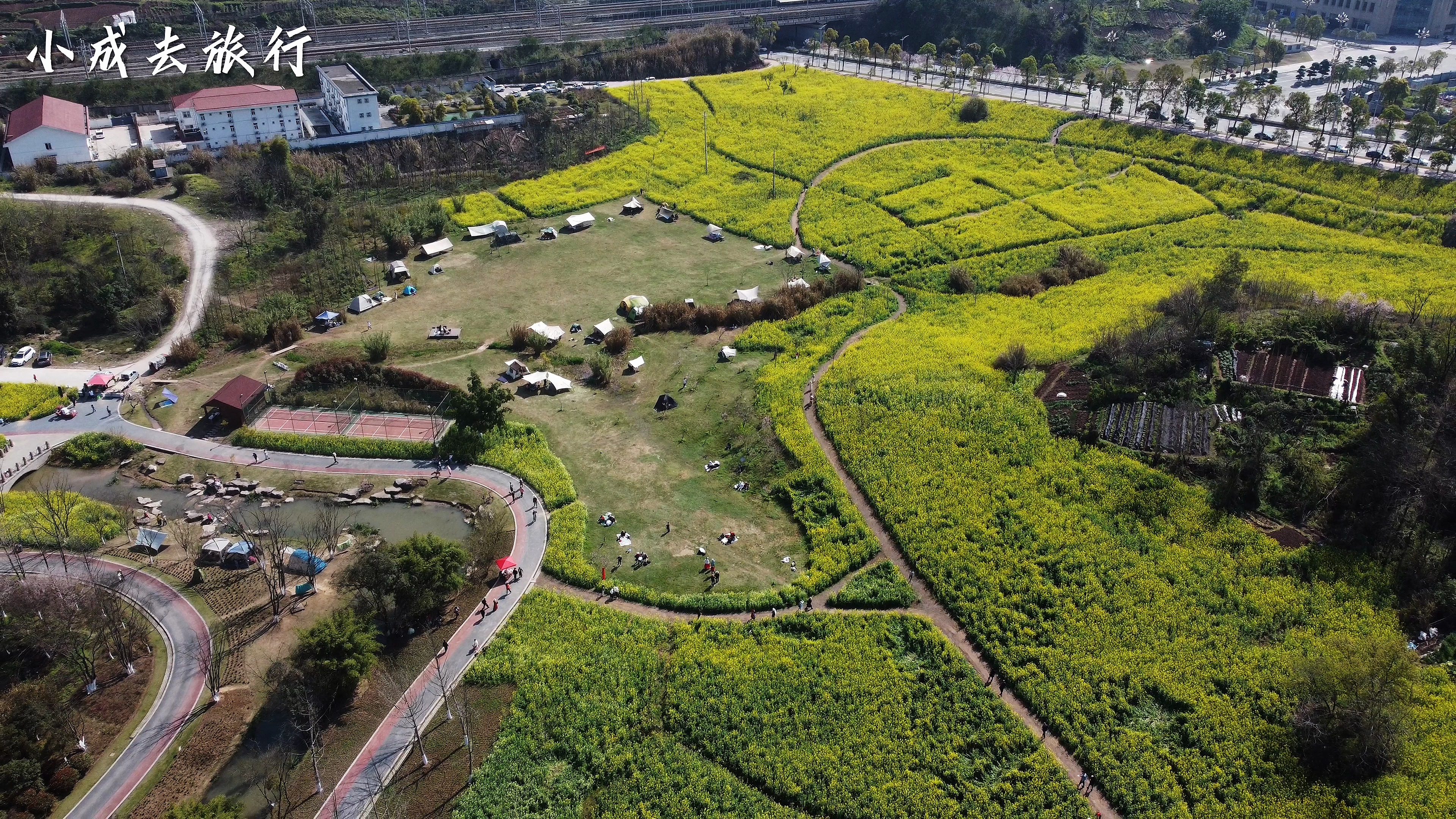 重庆三板溪公园,漫山遍野的油菜花盛开了,呈现出一片金色花海