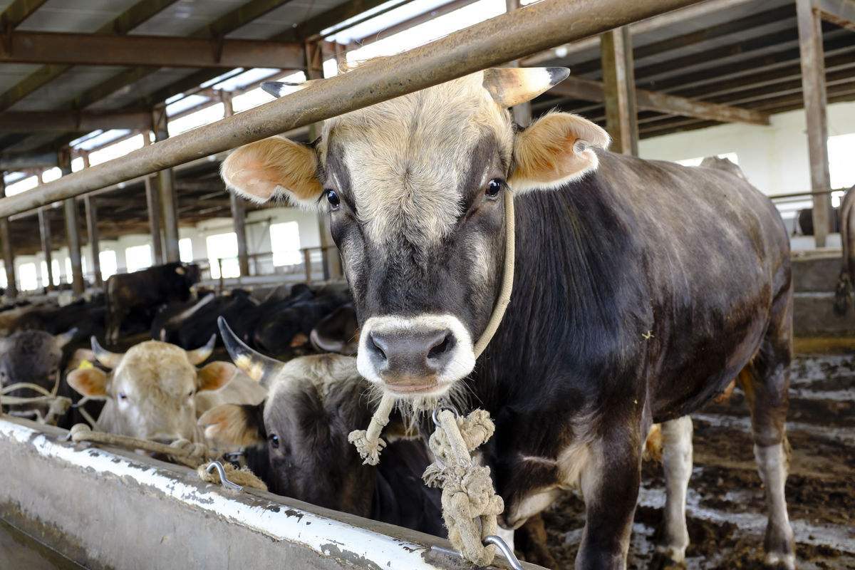 育肥牛每天要吃什麼飼料?想要育肥牛長肉需要在飼料中加什麼?