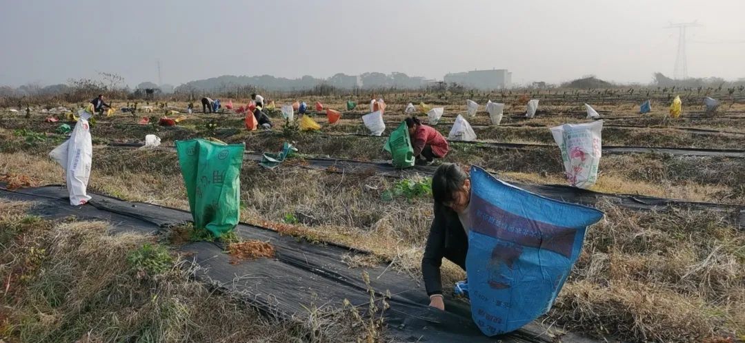 砂糖橘树苗批发价格