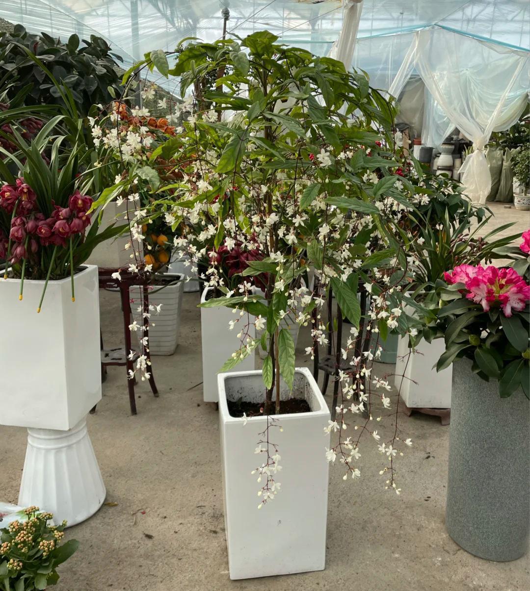 盆栽新宠垂丝茉莉,观叶,赏花又闻香,三季开花,气质优雅