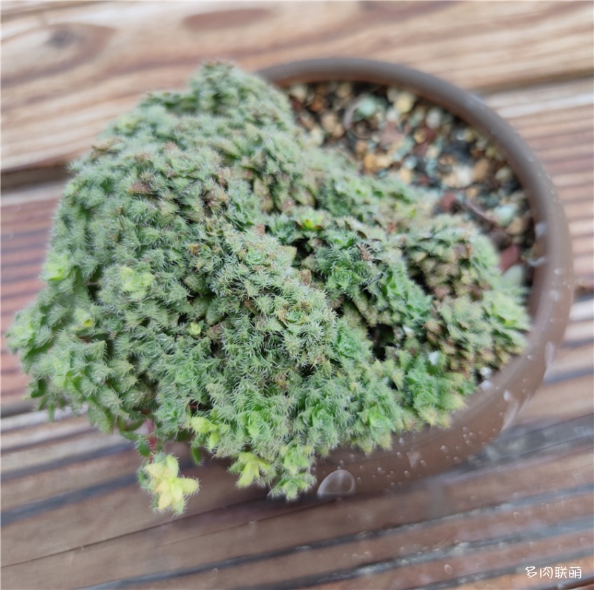 绿得像草,红得像火,容易晒伤的毛海星