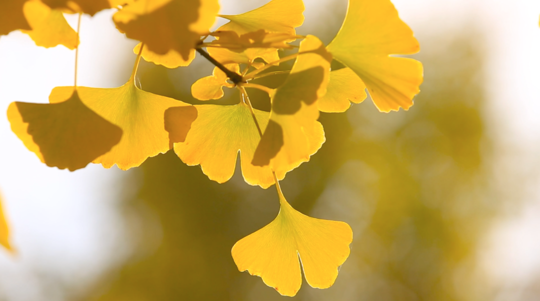 一叶知秋,美景如画,朝阳秋天的银杏实在太美了!