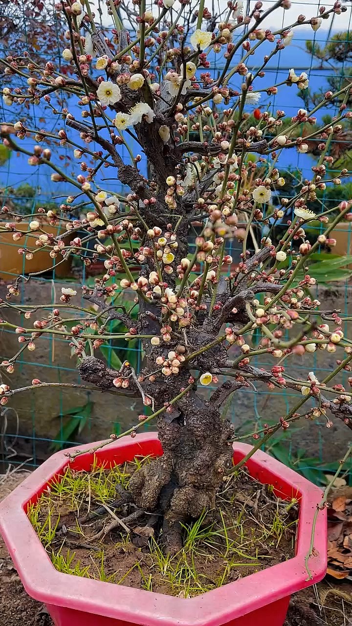 龙游梅花图片欣赏图片