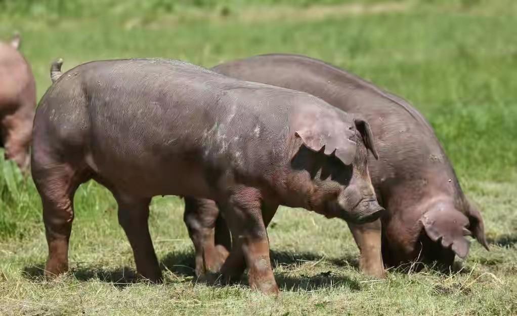 我国为何要进口其他国家的猪开发优质种猪很难吗