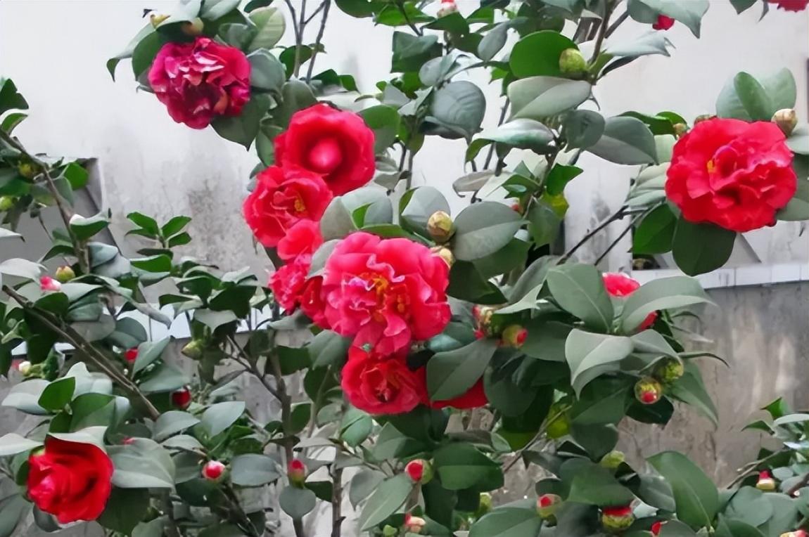 好看又好养的克瑞墨大牡丹,值得种上几株!