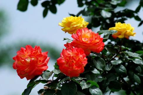 河南18市市花大全!这种花居然同为8个市的市花!