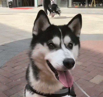 说出来你可能不信,哈士奇其实一直在装蠢!