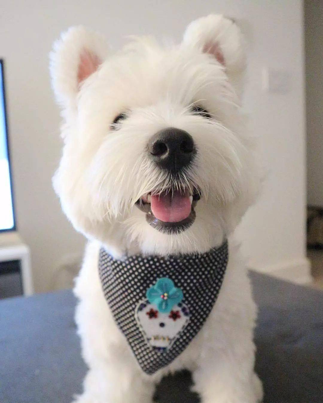 "西高地白梗"的6大优点,网友:养了让你捡到宝!