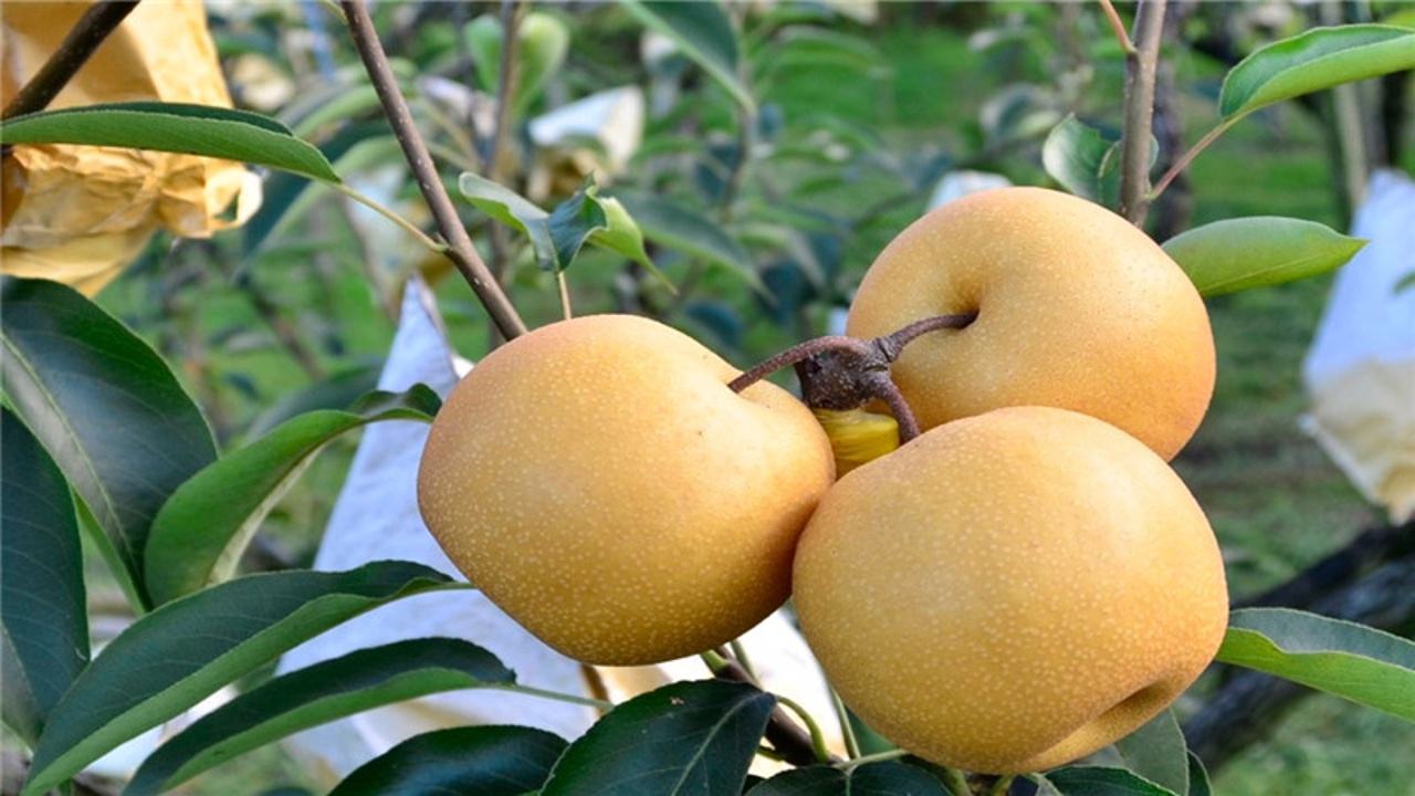 梨不单单能润肺止咳,告诉你梨还有哪些功效,梨的种类,梨的禁忌