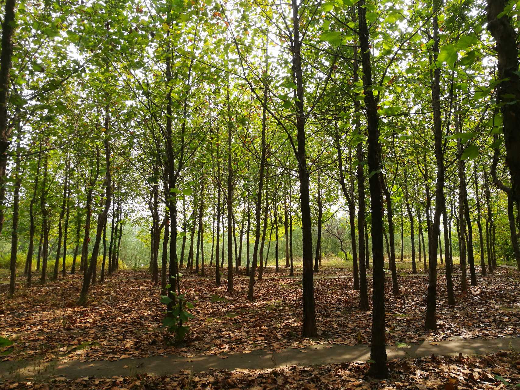 阳谷小树林 清晰图片