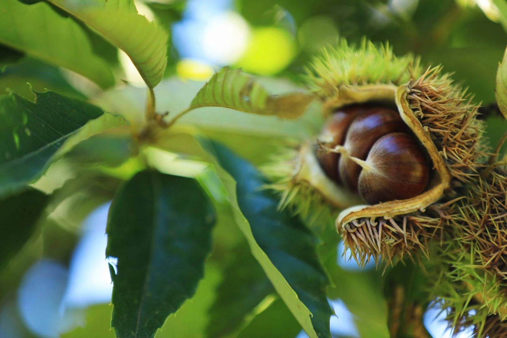 昌平板栗丰收啦!三条线路,体验不一样的乐趣