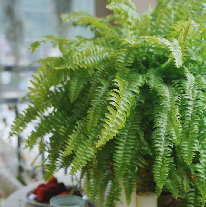 霸王蕨的养护方法