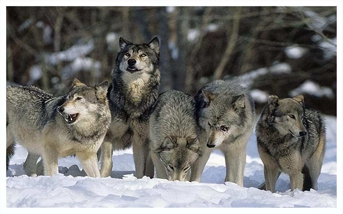 回顾64年勘测队突遇狼群战士心软投喂食物头狼带群狼前来报恩