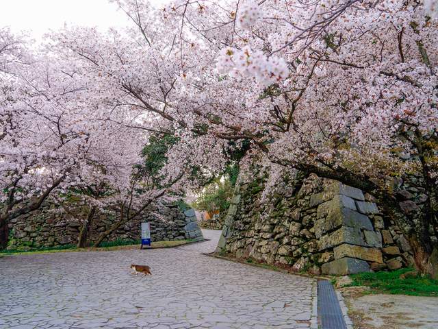 诶,你知道吗,听说樱花落下的速度是秒速5厘米哦