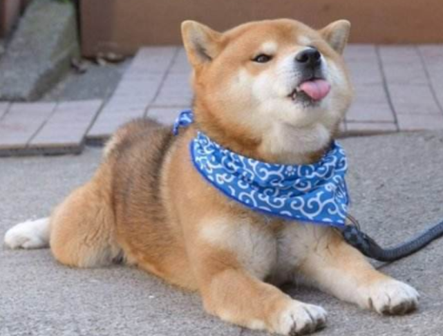 柴犬身上"插着把刀",路人想去搭救,蹲下一看直接走了!