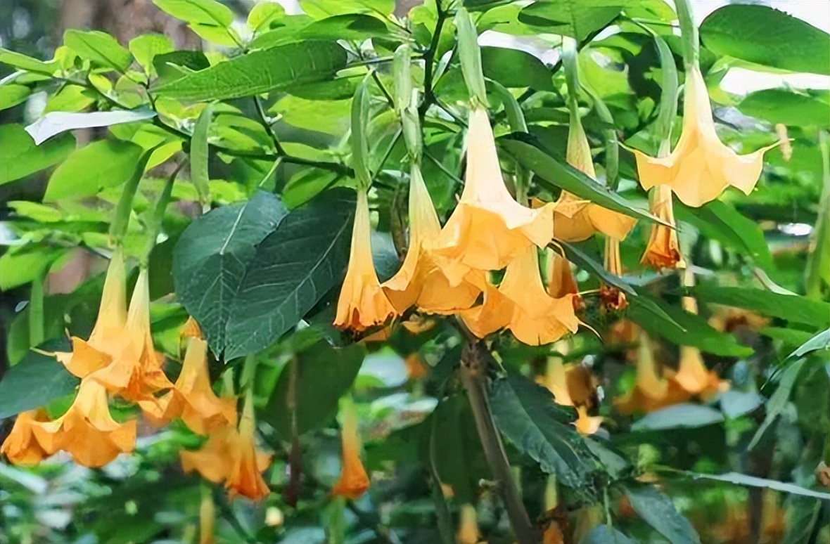 "五花"室内放,花旺"人不旺",家里有的话,建议搬出去