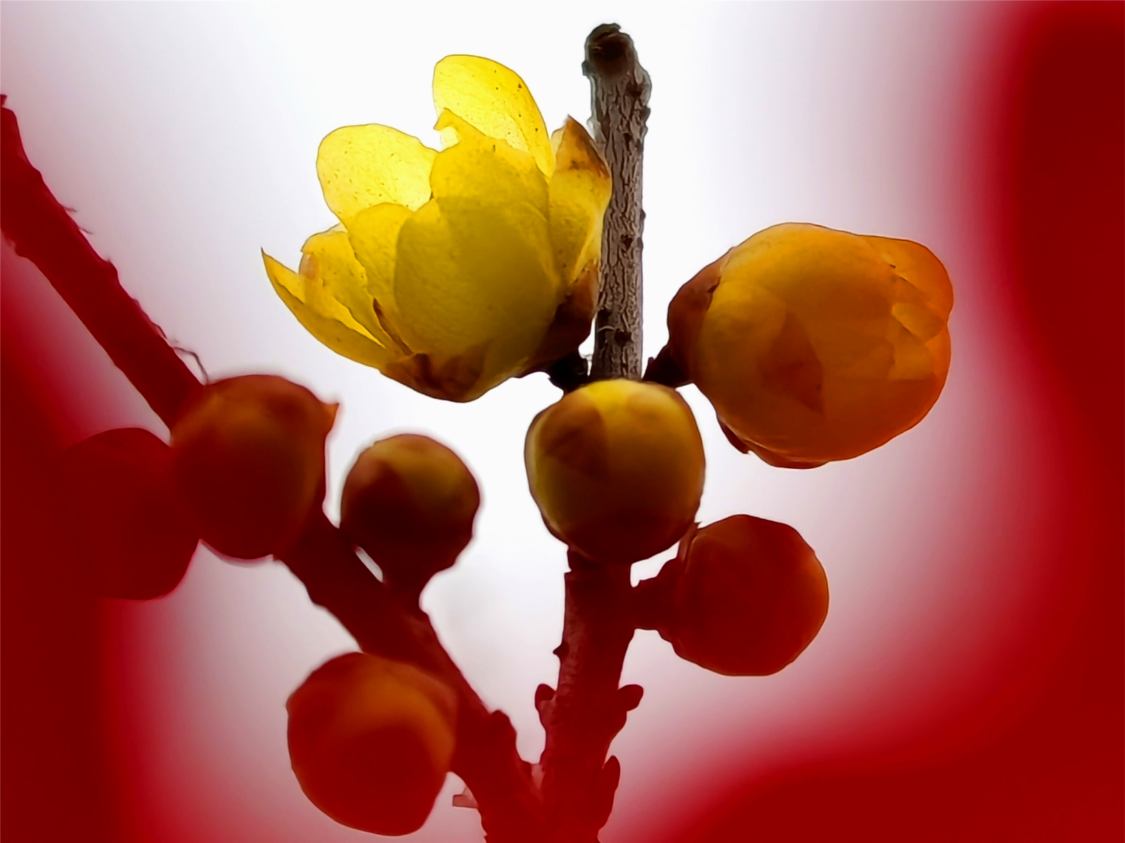 中國紅增色彩 臘梅花多絢麗,生機勃勃熬立在寒冬