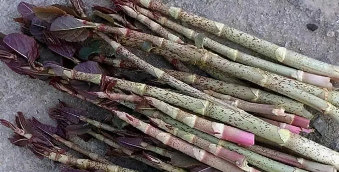 俗称酸筒杆,老人常叫它"痛风克星",用处很多,房前屋后都有