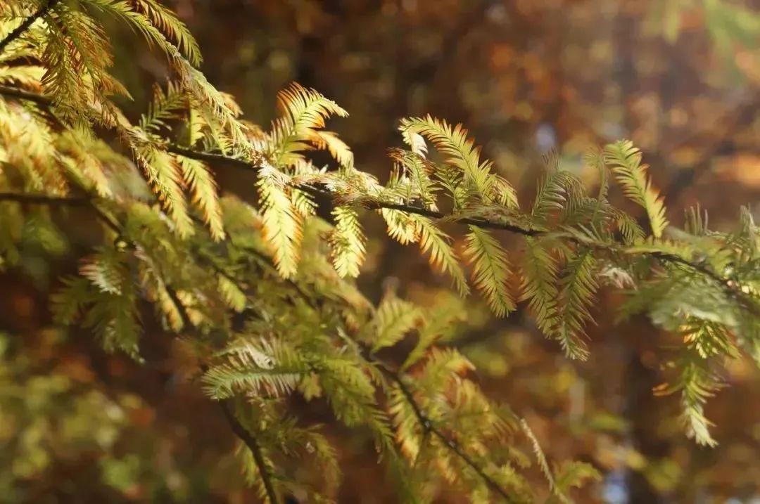 随手一拍便是大片,去绿华拍"杉"水秘境吗?