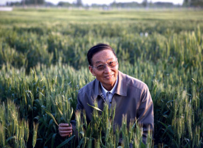 杂交小麦之父李振声:6年为国家增产1000亿斤,现年90岁高龄