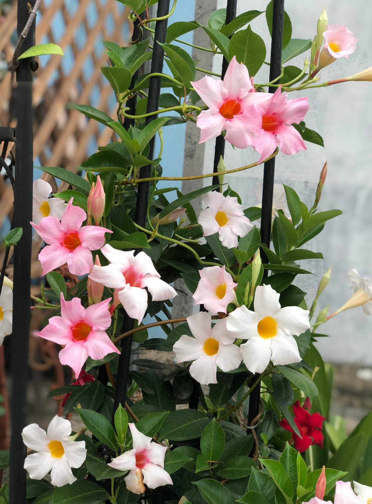 春天养花,养棵"双腺藤"吧,花量丰沛,小阳台也开成花瀑布