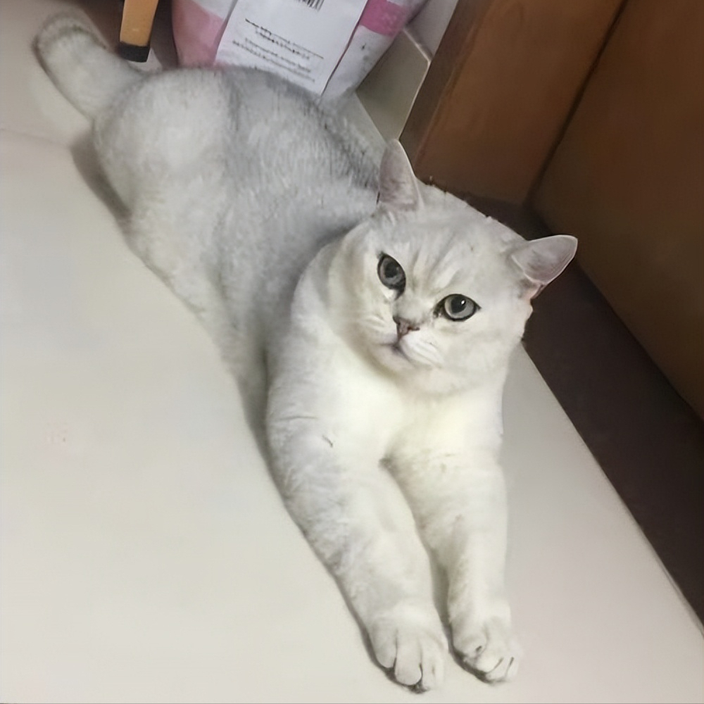 养猫我还是推荐养"银渐层"的,因为真的是太"渐"了