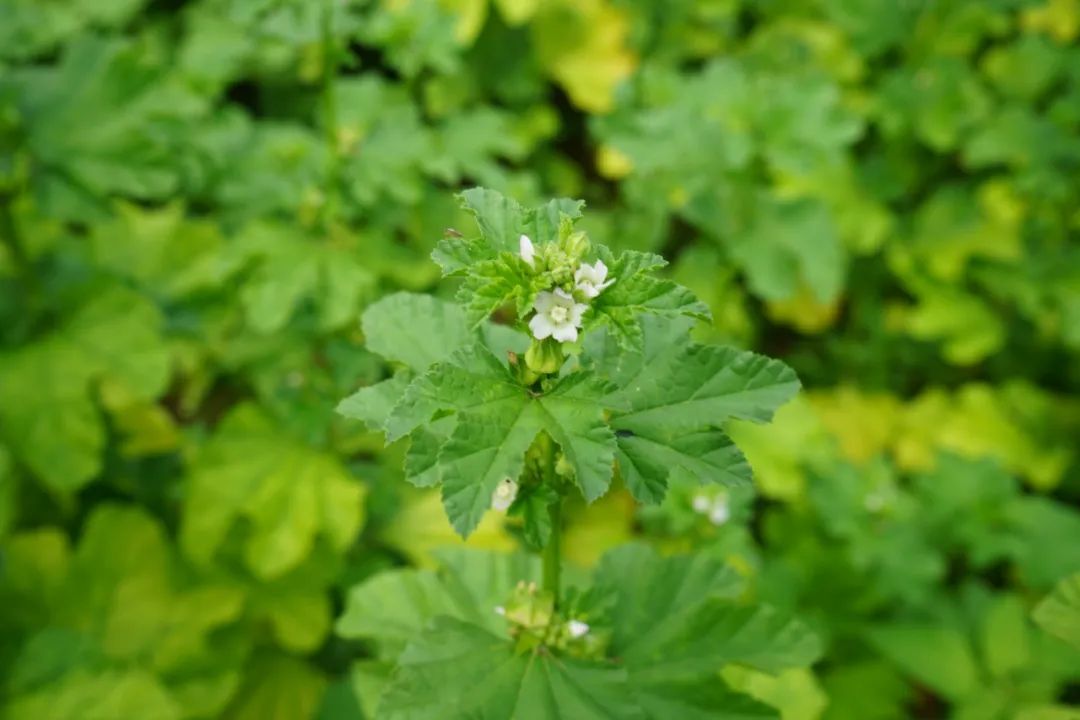 锦葵科植物——冬葵子