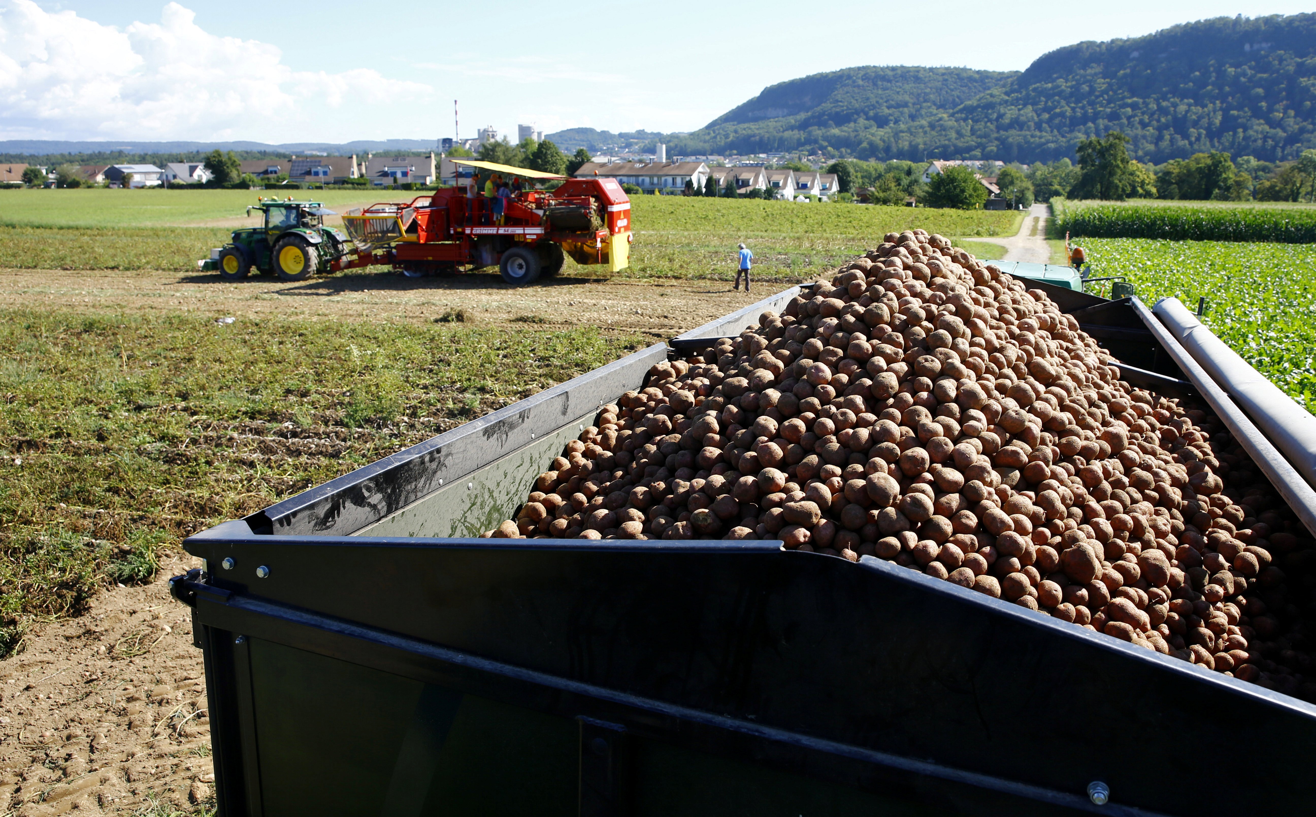 瑞士:收获土豆