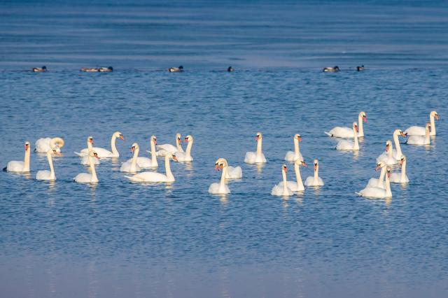 北大港湿地成鸟儿的天堂,投放2万尾鱼苗为候鸟备足"口粮"!