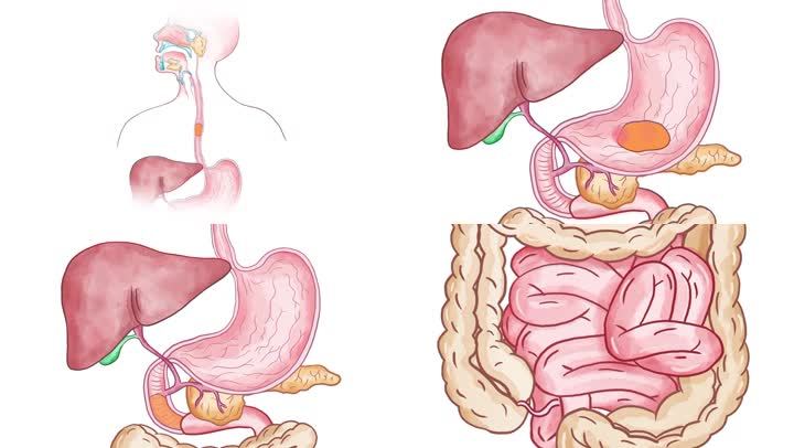 消化过程卡通图片