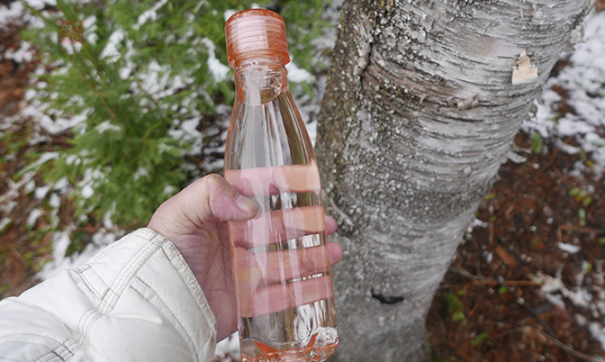 桦树汁:大森林馈赠的天然饮品