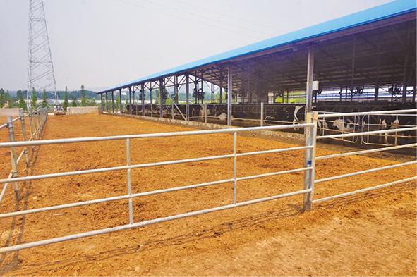 百度爱采购首页 商品专题_牛舍 优质回答 在农村养牛40头,经营规模已