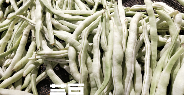 超级白架豆什么时候种植?几月份种植最好?