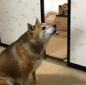 会让狗狗"生不如死"的10种行为,有人还在天天做