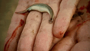 它是亚马逊的顶级杀手,曾"吸干"淡水鲨,食人鱼见了也要躲着走