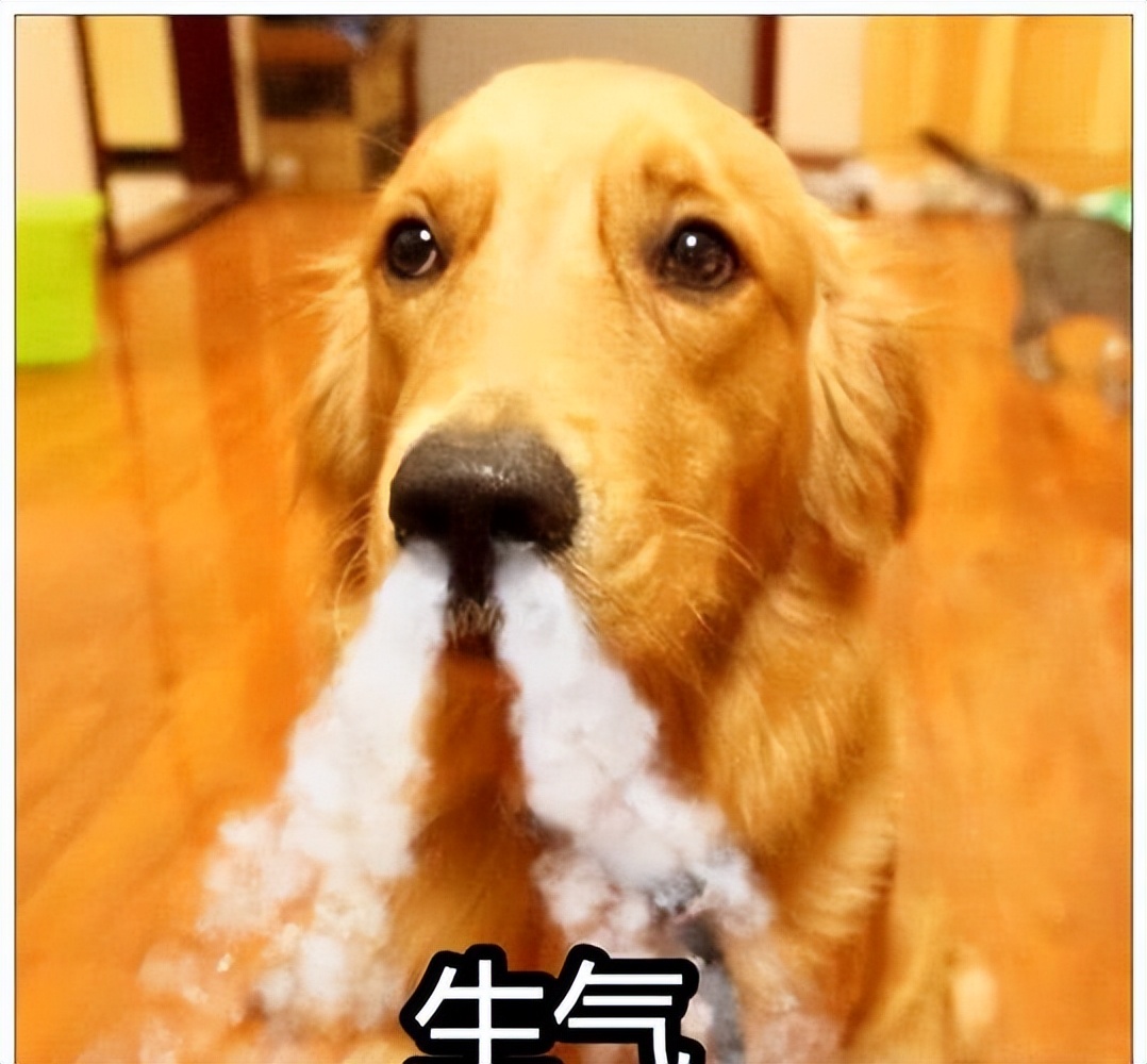 狗狗"生气"时,会有这些表现,你见过吗?