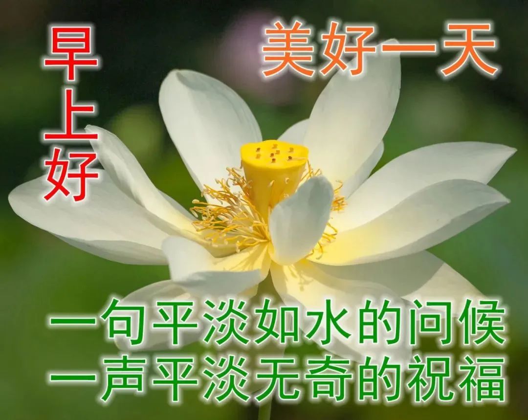 微信問候大家早上好鮮花表情 微信早上好祝福語鮮花圖片大全