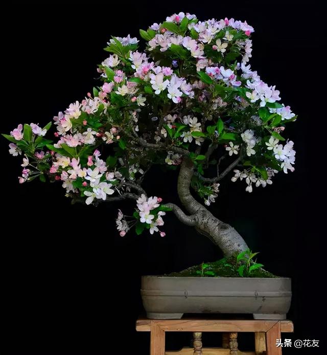 垂丝海棠盆景取材,上盆和造型,花艳叶绿俏盆景
