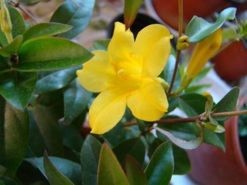 法国茉莉不一般,开花都是金黄色,花香浓郁也好养