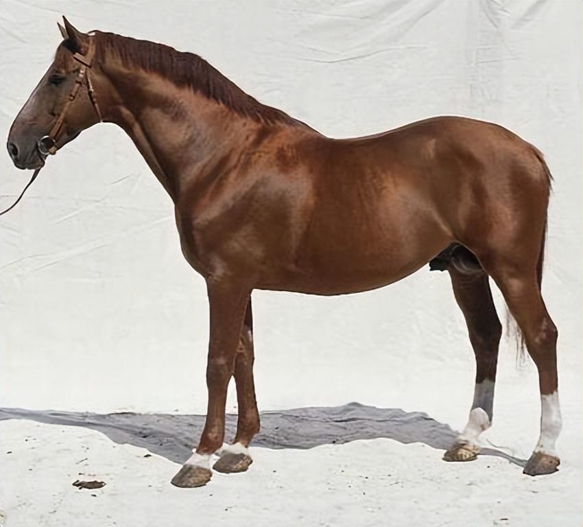 回顾世界上名贵的前5大名马,汗血马居然排不进前二?第一名价值4亿