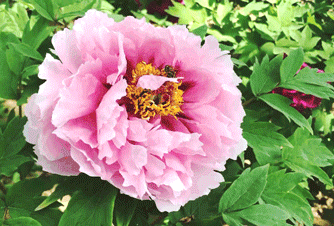 色系多种花型,包括牡丹十大名品及绿幕隐玉,黑豹,春柳,金阁等珍贵品种