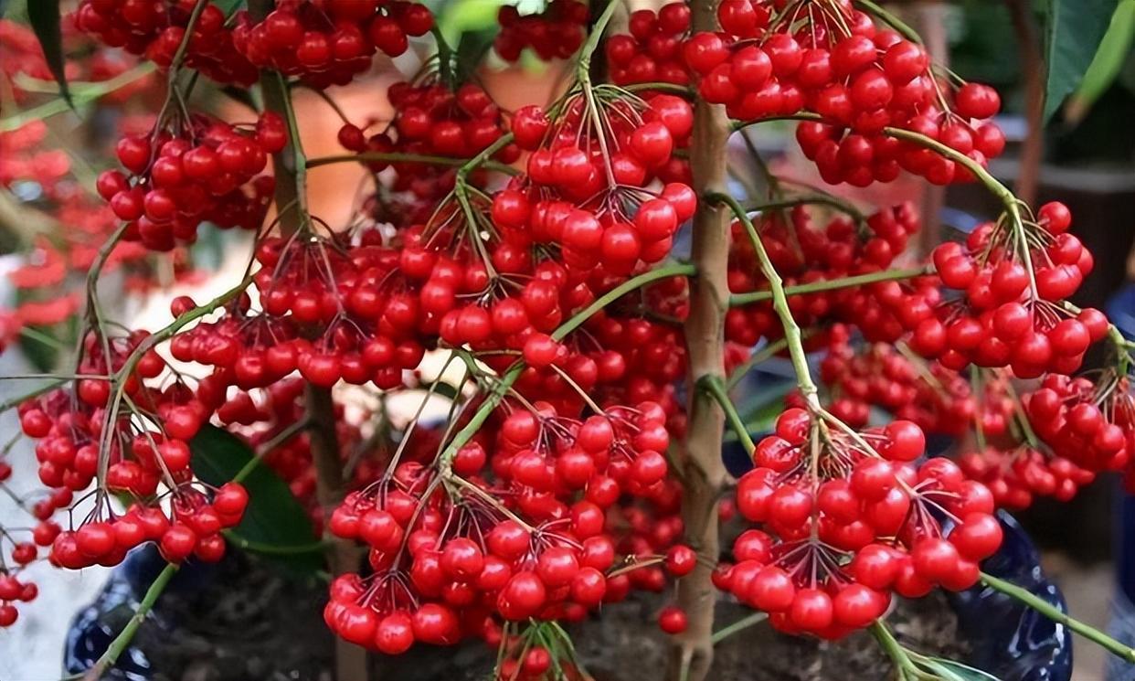 家中养1种"植物",注意这几点,满树都是红果实