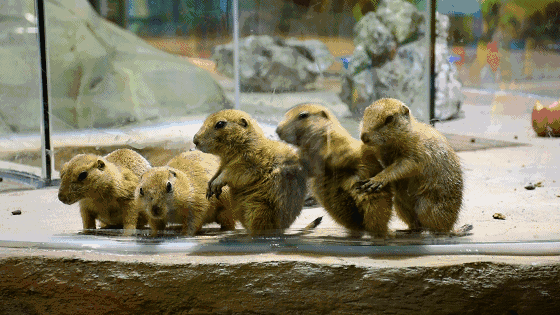 560_315gif 动态图 动图