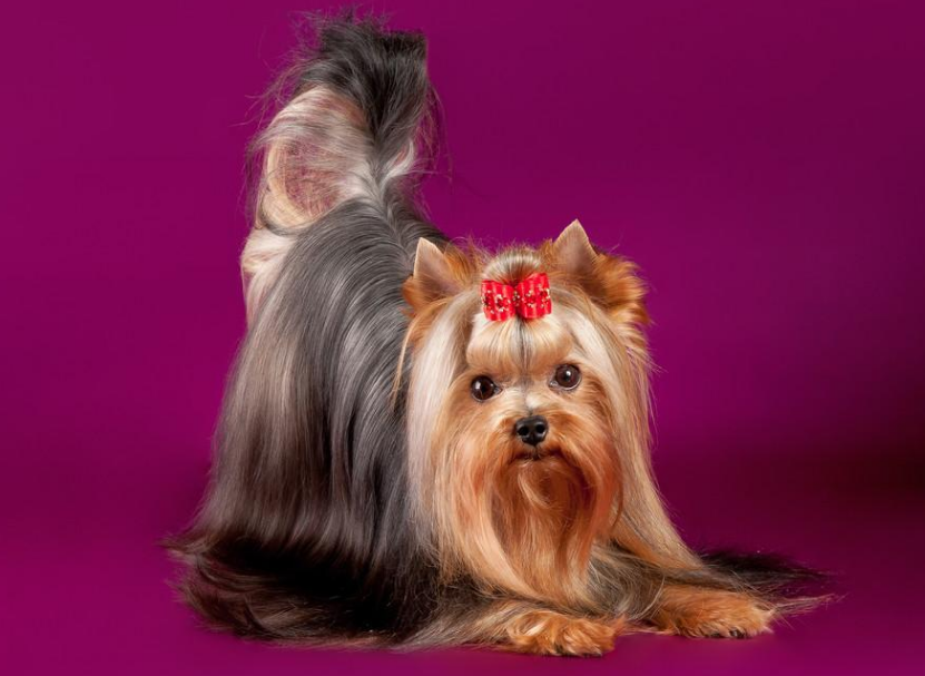 约克夏犬这几个部位,只有信任的主人才能"碰"!