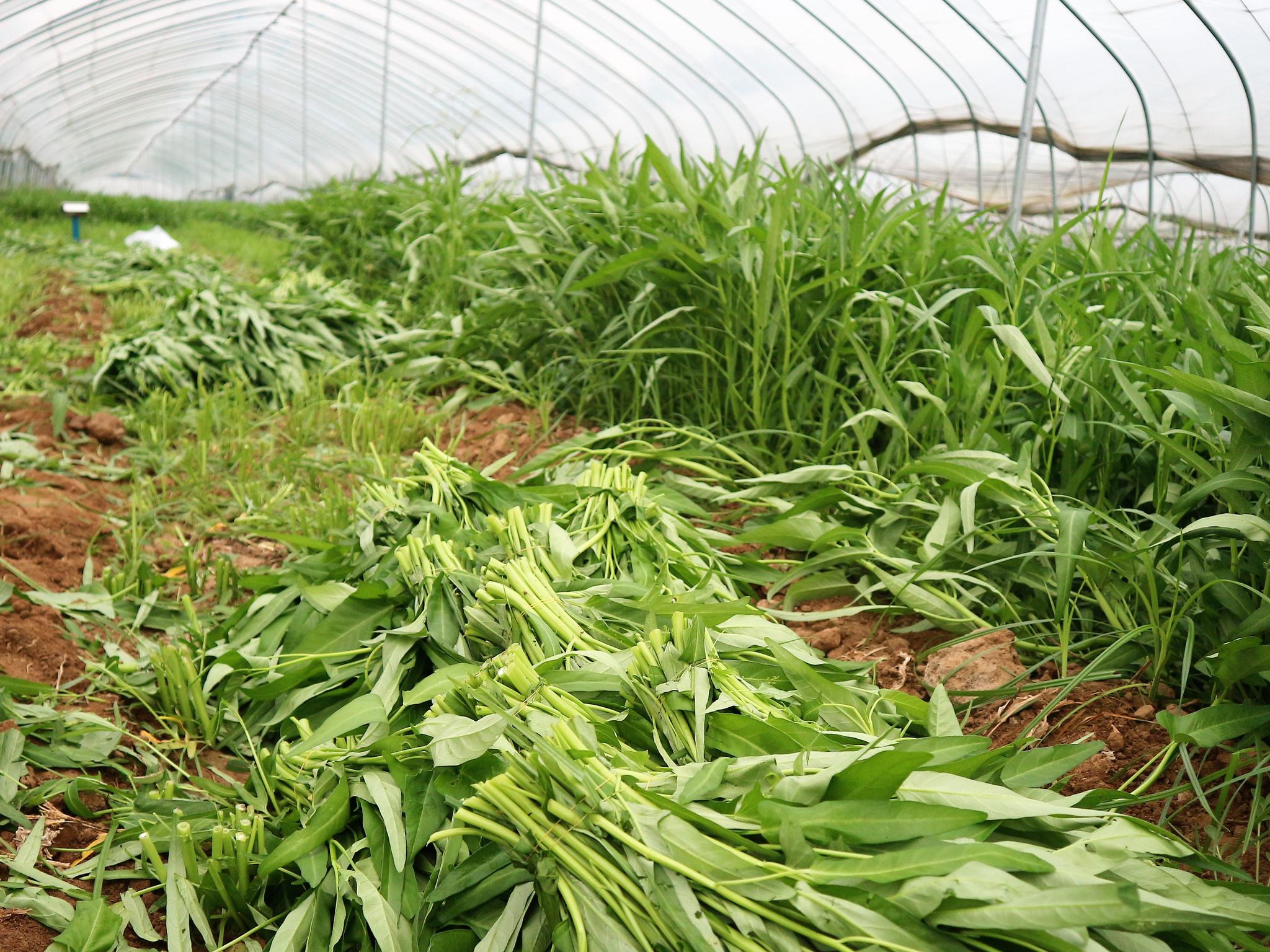 种植空心菜怎样长得快,掌握这些方法,空心菜越长越多吃不完