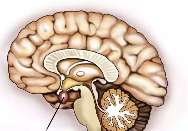 脑垂体位置三维图图片