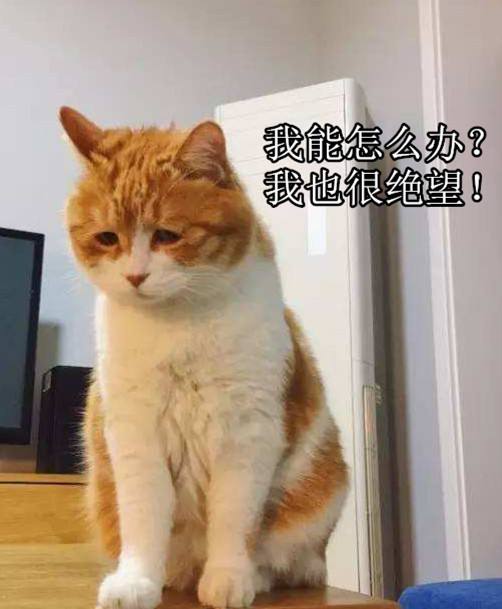 猫咪出现这5个症状,可能患了"老年痴呆症"
