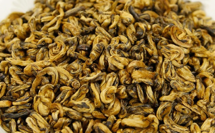 滇红金螺的基本介绍