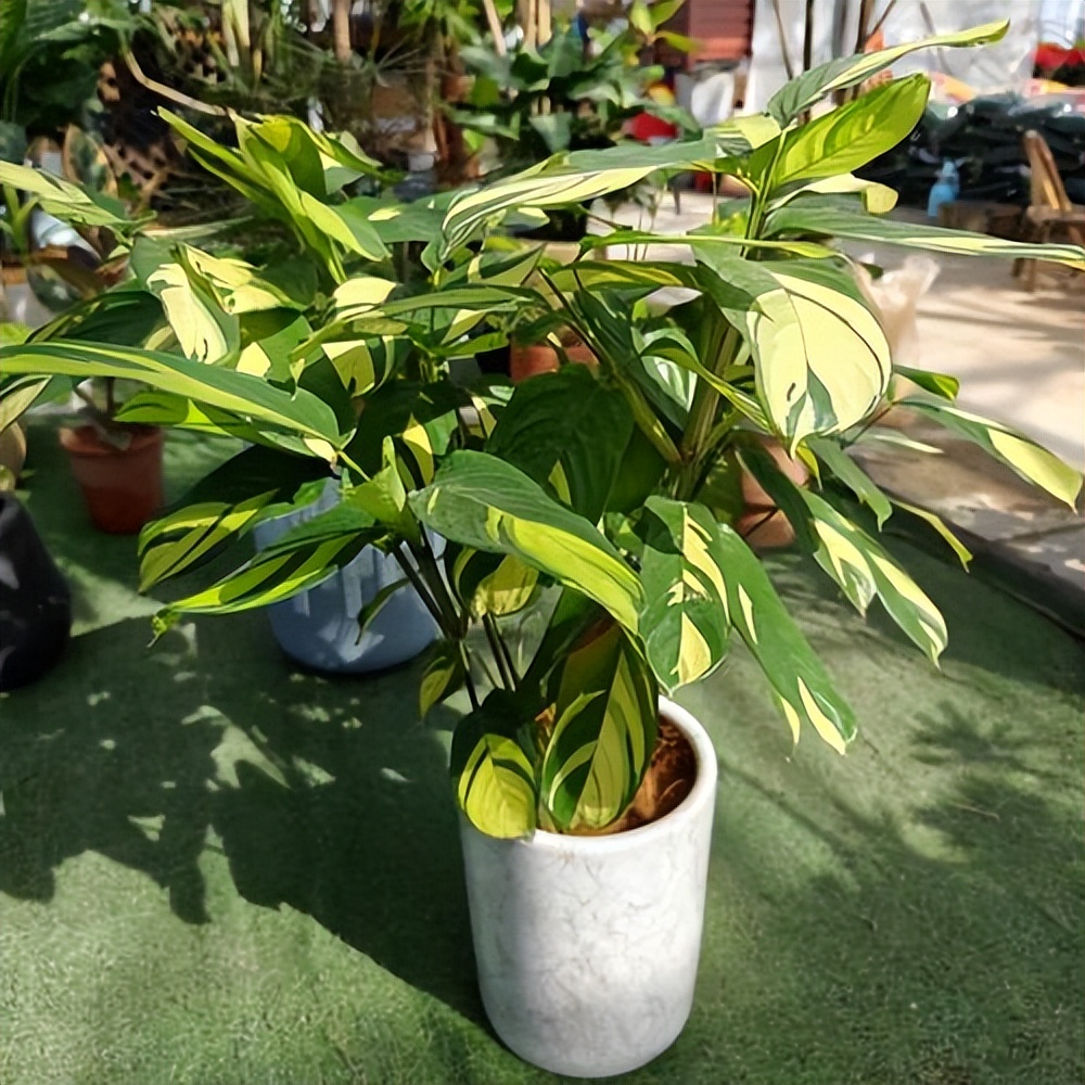 金梦竹芋的养殖方法和注意事项